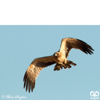 گونه عقاب پر پا Booted Eagle 